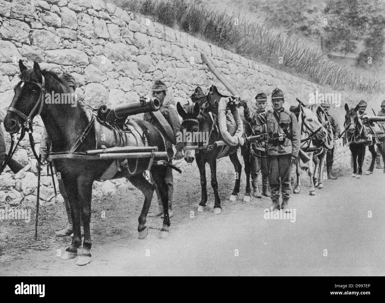 World War I 1914-1918: Austro-Hungarian soldiers with pack horses carrying guns.   First Battle of Isonzo, 23 June-7 July 1915, Italian Front.  Military, Army, Austria, Italy, Transport, Artillery Stock Photo