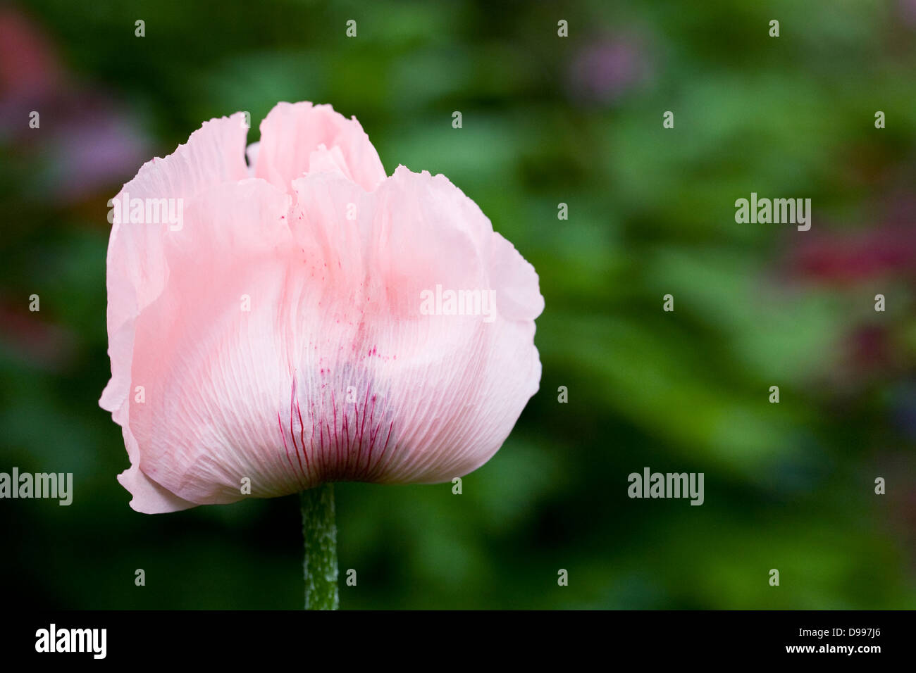 Papaver orientale. Pale pink poppy in an English garden. Stock Photo