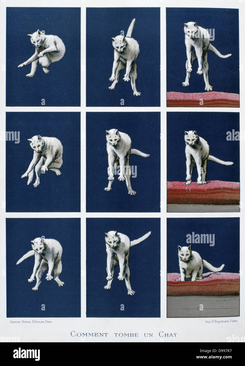 Series of frames of a cat falling. Cinematography enabled Muybridge and Marey  to study the locomotion of animals.  From  'Les dernieres merveilles de la science' (The Latest Marvels of Science), Paris, c1895. Physiology Stock Photo