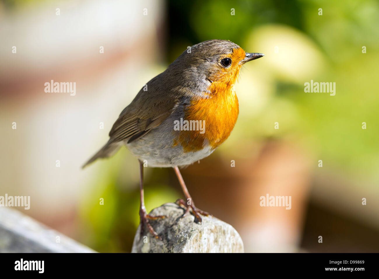 European Robin (Erithacus rubecula) Stock Photo