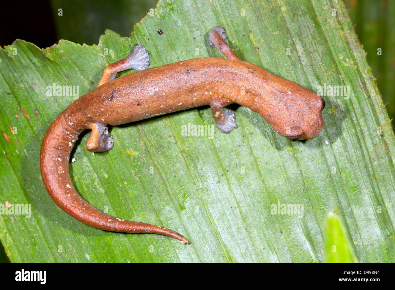 Amazon Climbing Salamander (Bolitoglossa peruviana), Ecuador Stock Photo