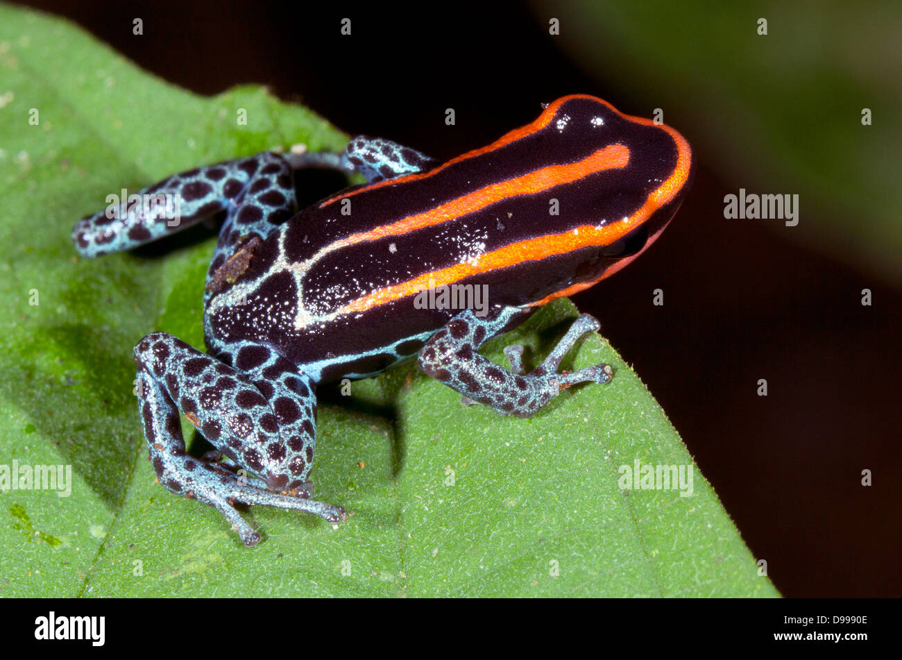 Amazonian Poison Frog (Ranitomeya ventrimacula), Ecuador Stock Photo