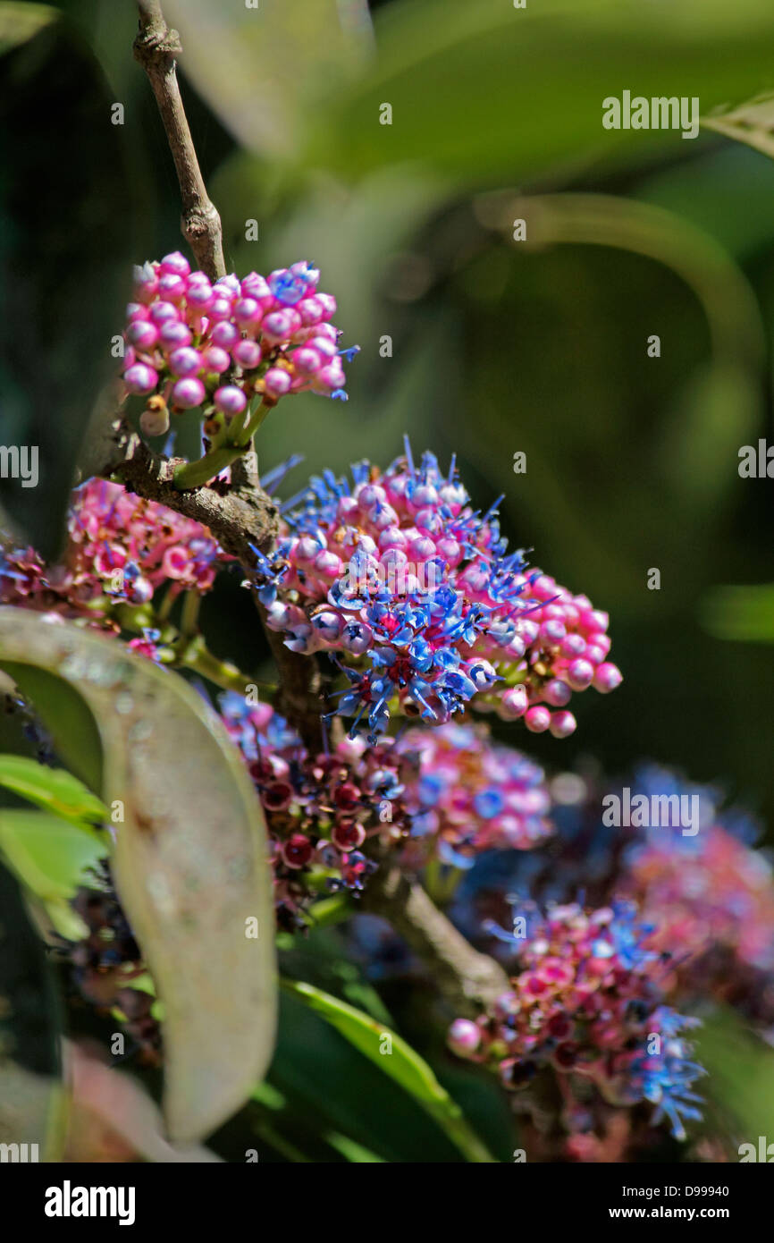 Delek air tree, Ironwood tree, Memecylon umbellatum Stock Photo