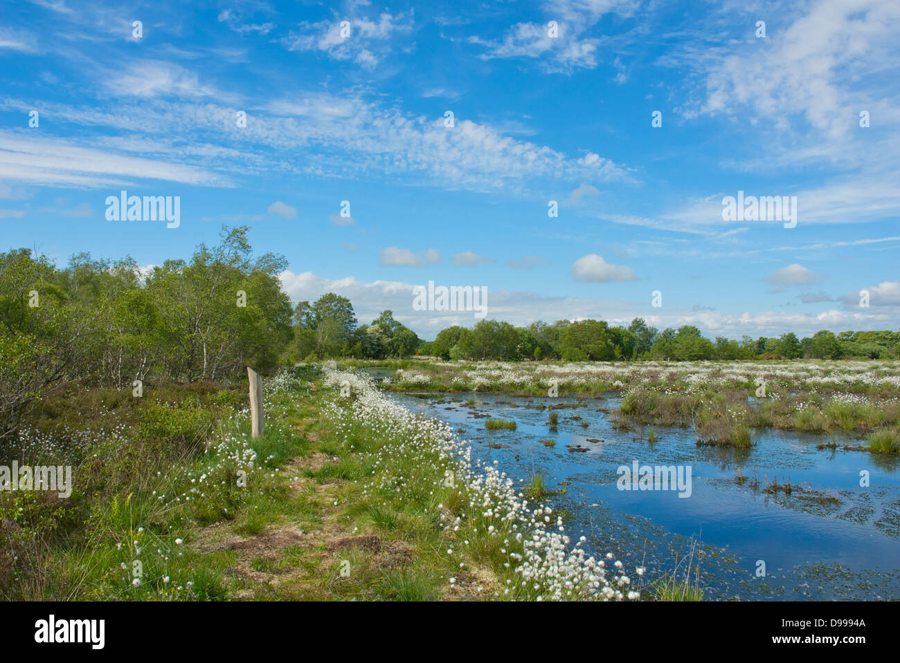 Drumburgh moss one cumbria wildlife hi-res stock photography and images ...