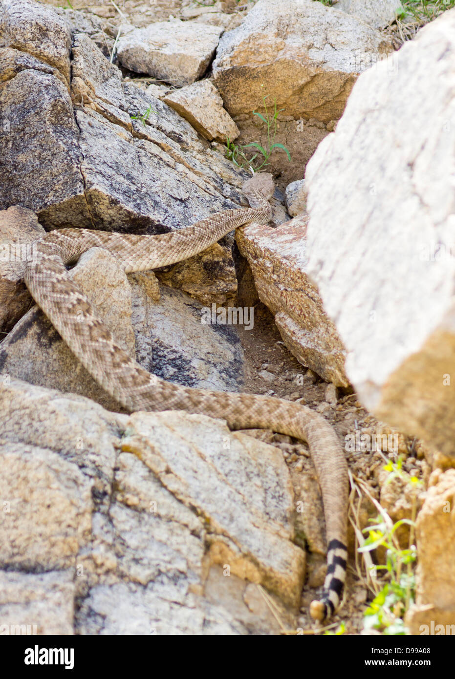 Rattlesnake grass hires stock photography and images Alamy