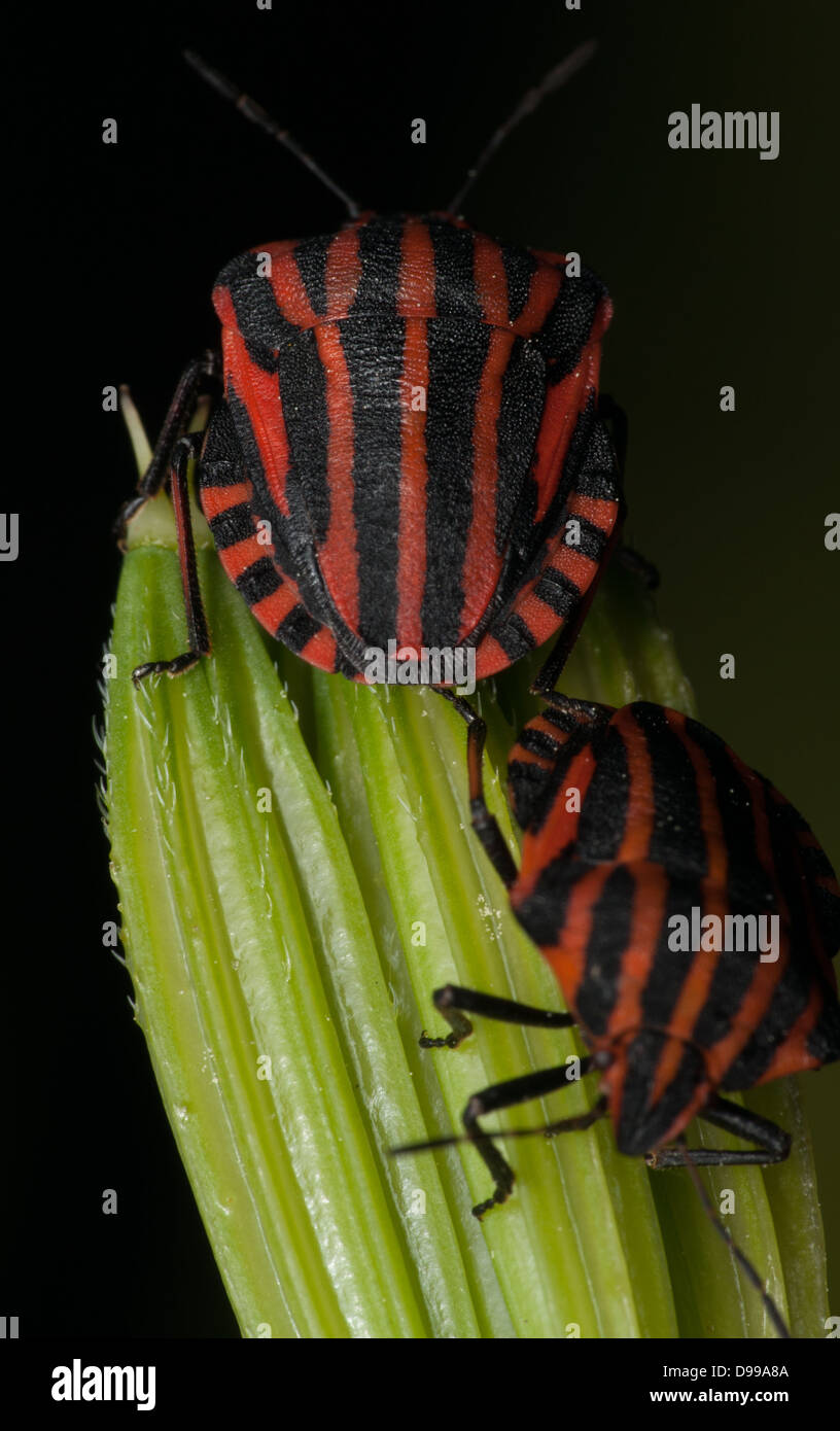 Red black striped bug hires stock photography and images Alamy