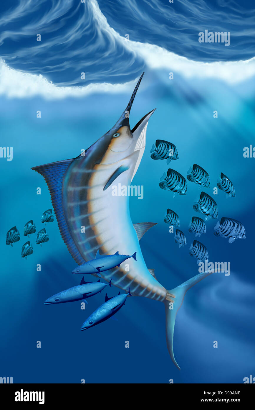 Small fish scatter as a huge Blue Marlin swims to the ocean surface with a burst of speed. Stock Photo