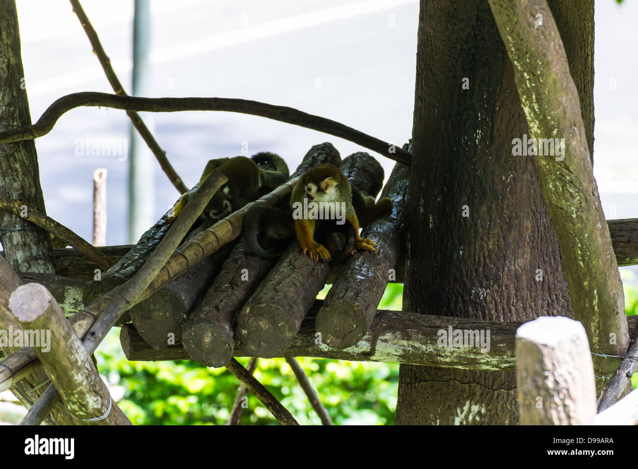 slow loris monkey in Chiangmai Zoo, Thailand Stock Photo