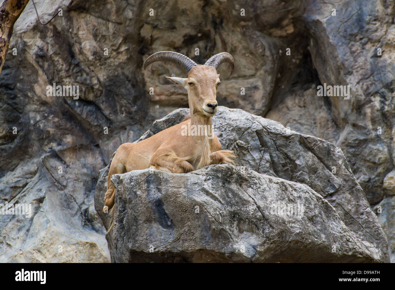 Close one's eyes Goat on the stone in Chiangmai Zoo , Thailand Stock Photo