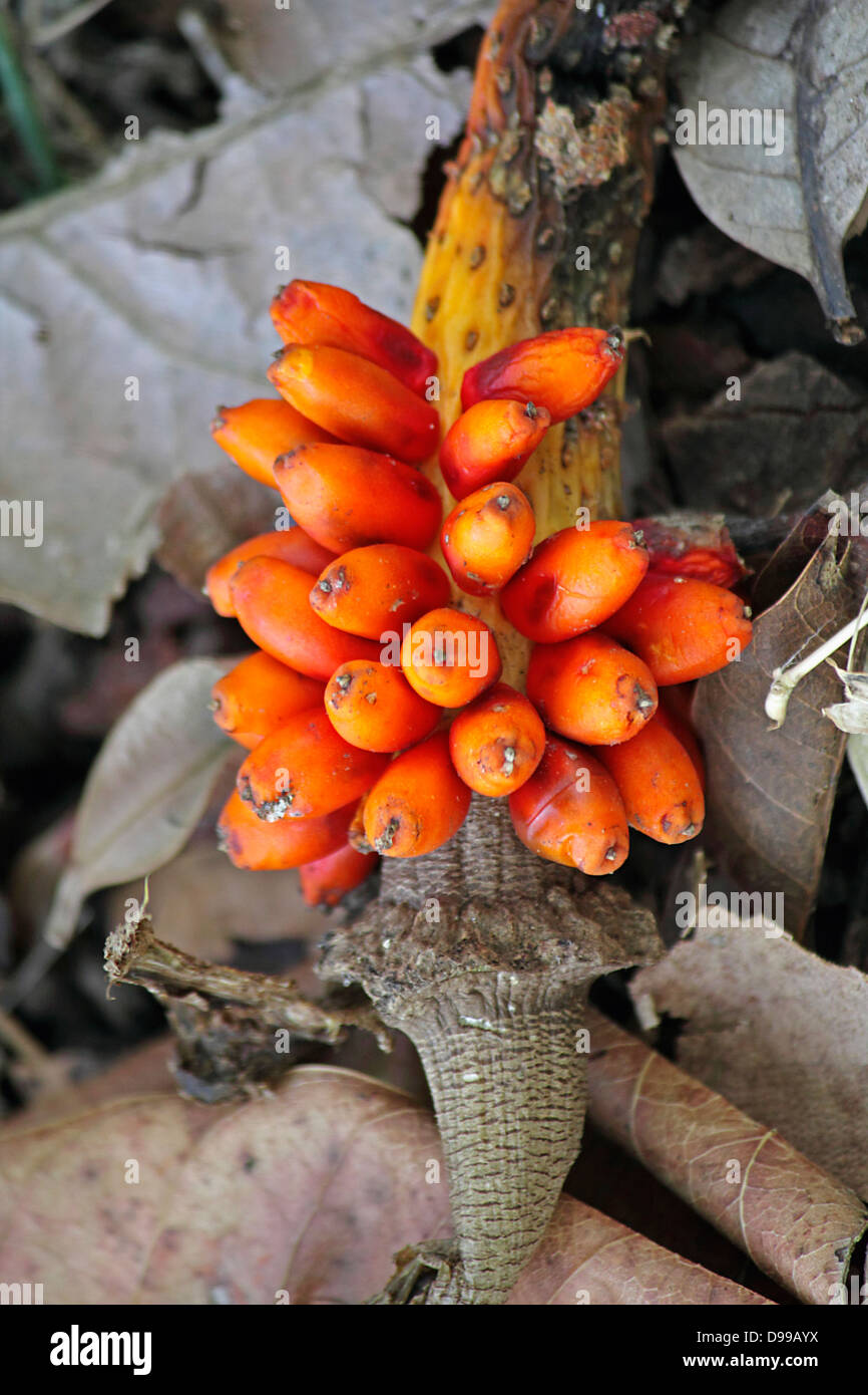 Amorphophallus bulbifer Stock Photo
