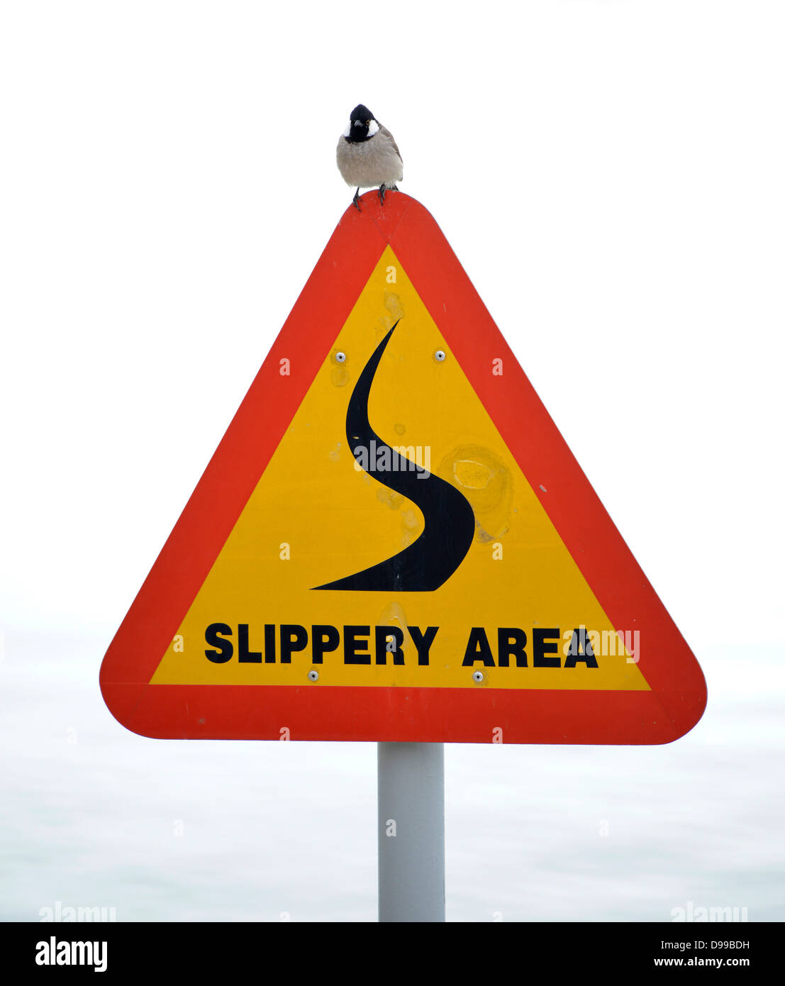 Sparrow on sign slide danger, Slippery area Stock Photo
