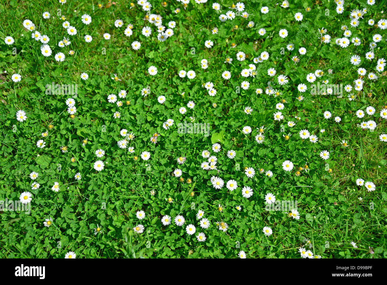 Field of dandelions, Stanwell Moor, Surrey, England, United Kingdom Stock Photo