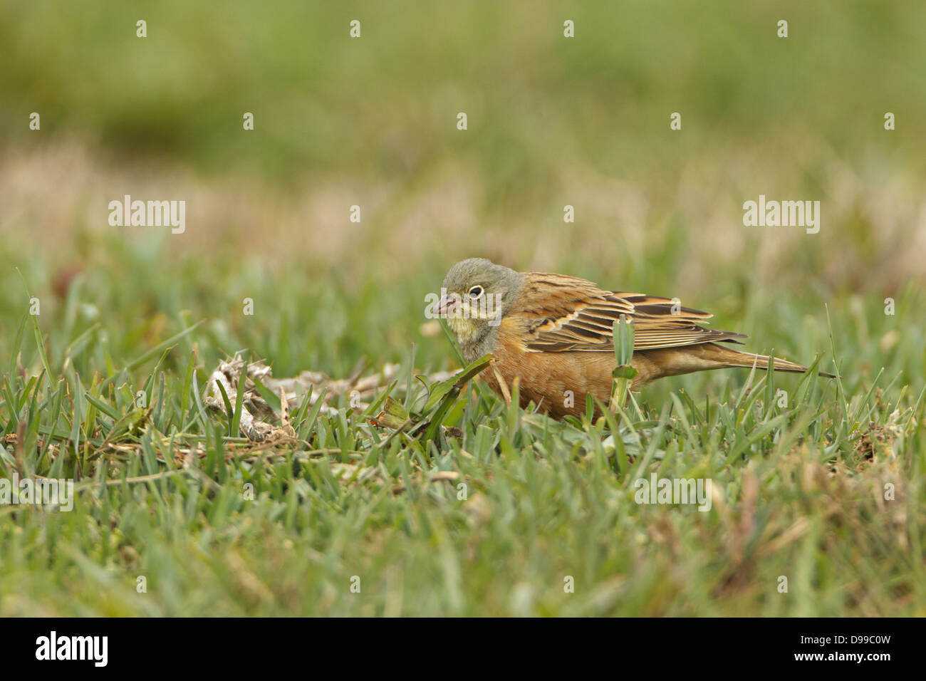 Ortolan, Ortolan Bunting, Gartenammer, Emberiza hortulana Stock Photo