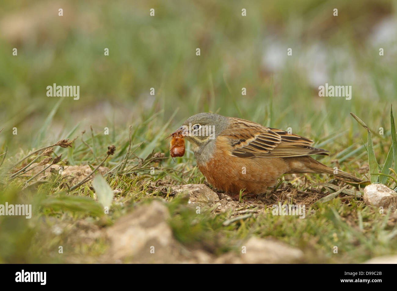 Ortolan, Ortolan Bunting, Gartenammer, Emberiza hortulana Stock Photo