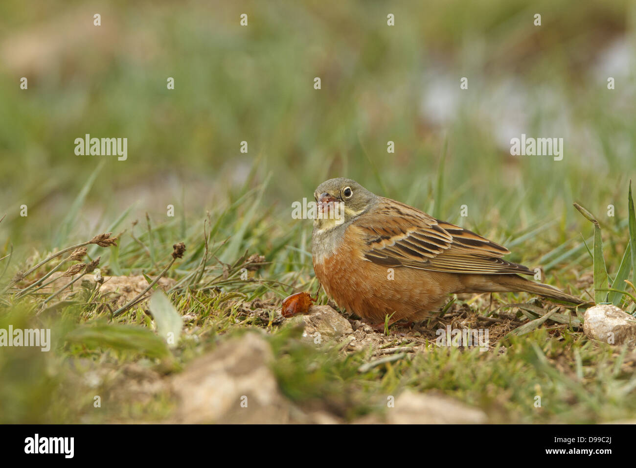 Ortolan, Ortolan Bunting, Gartenammer, Emberiza hortulana Stock Photo