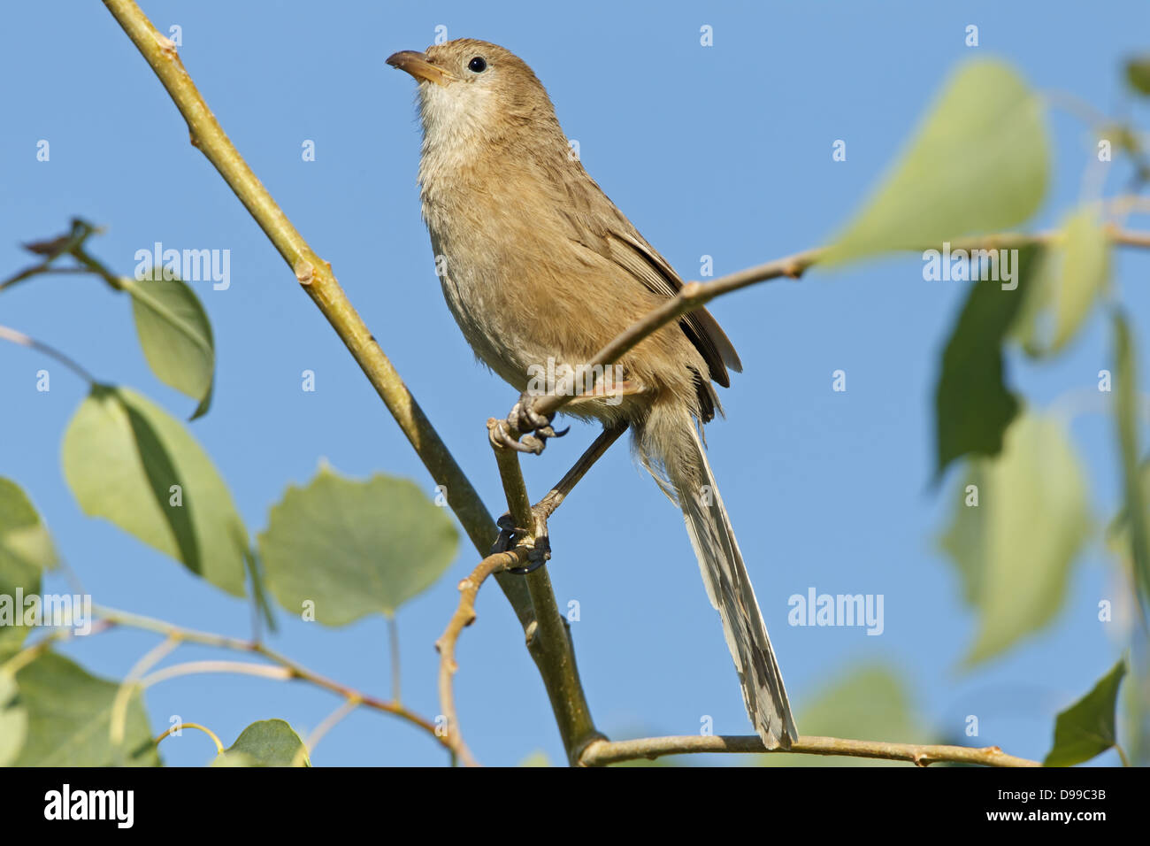 Iraq Babbler, Turdoides altirostris, Rieddrossling Stock Photo Alamy