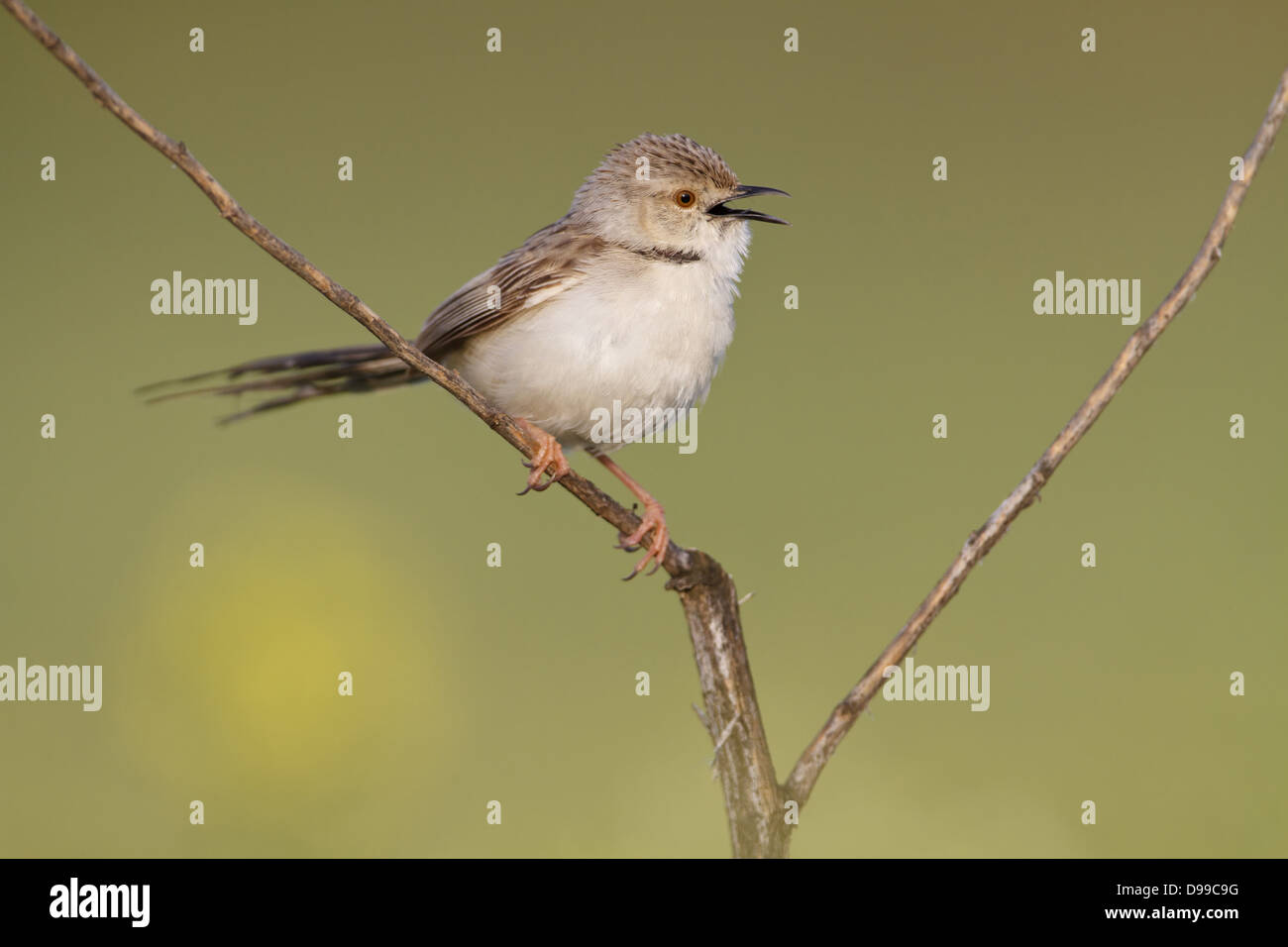 Graceful Warbler, Graceful Prinia, Streifenprinie, Prinia gracilis Stock Photo