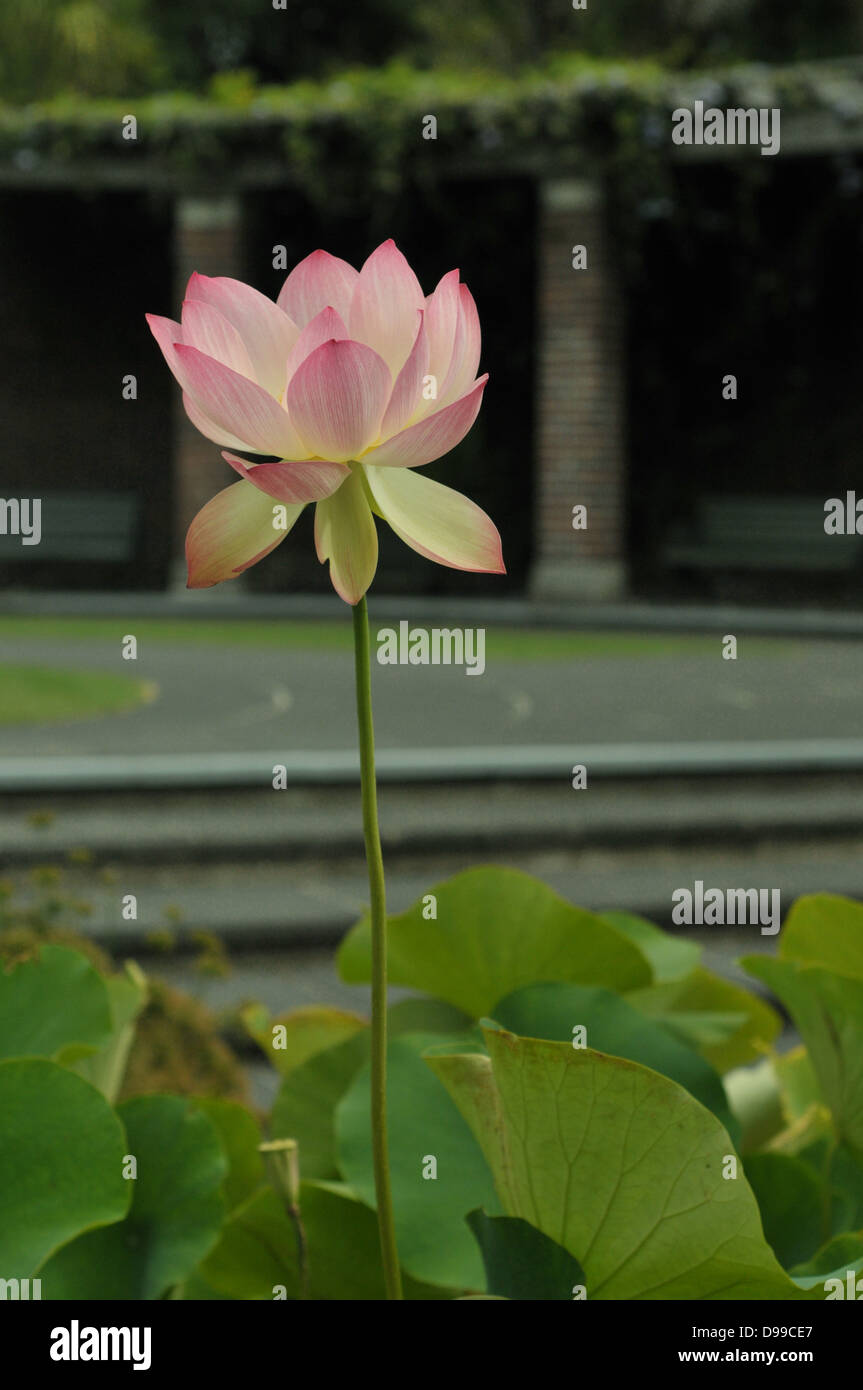 A pink water lily in the Auckland Winter Gardens Stock Photo Alamy