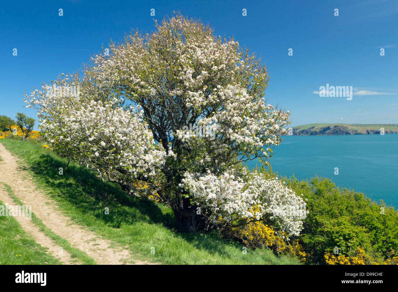 Crab apple tree (Malus sylvestris) in bloom on the Pembrokeshire Coast of Wales, UK Stock Photo
