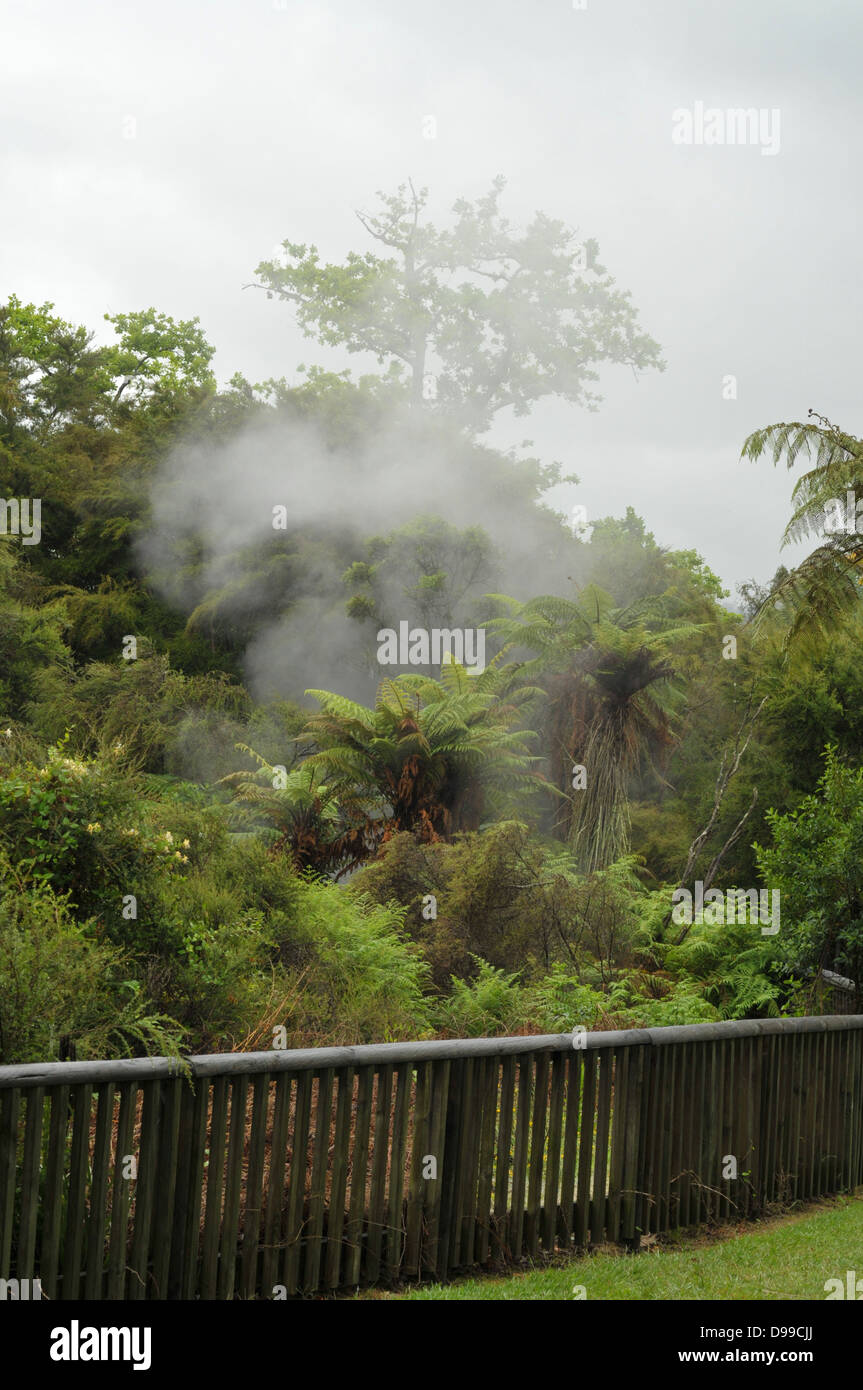Steam escaping hot water and mud vents in the bush Stock Photo