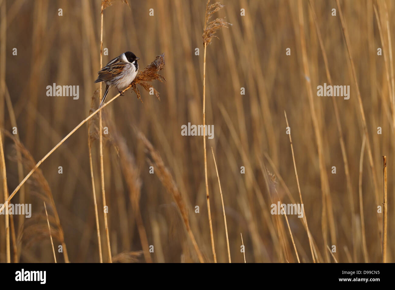 Rohrammer, Reed Bunting, Emberiza schoeniclus, Bruant des roseaux, Escribano Palustre Stock Photo