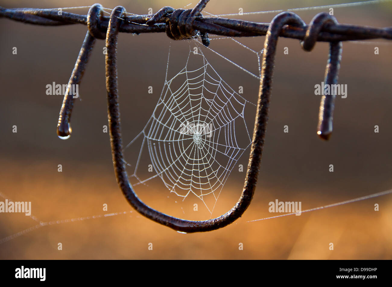 Spiderweb on wire fence Stock Photo - Alamy