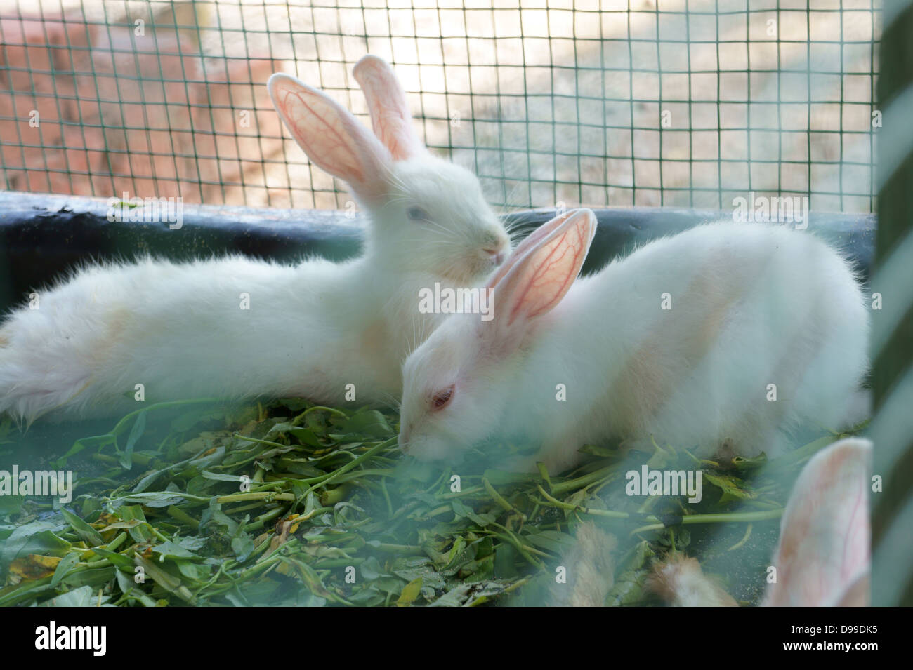 Rabbits in a cage Stock Photo