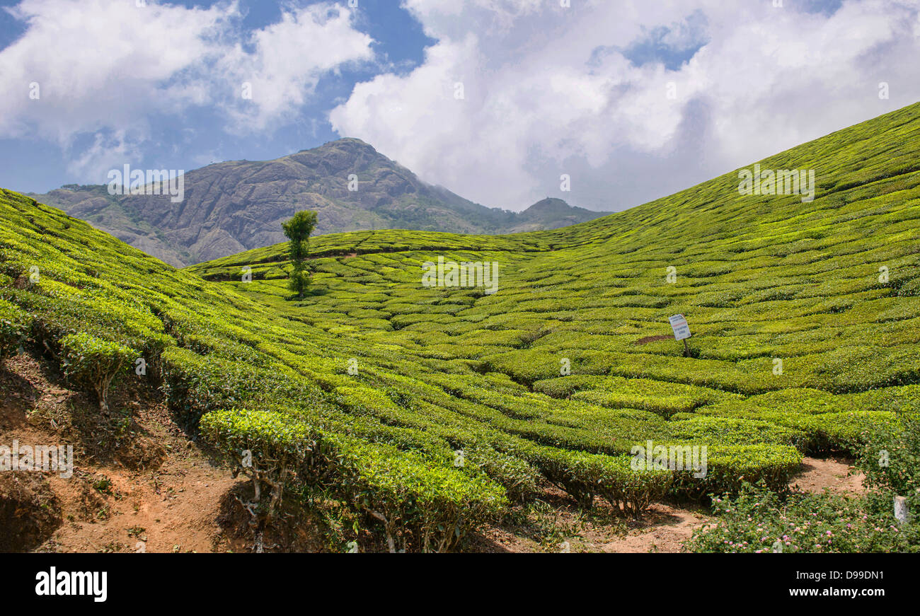 The beautiful tea plantations of Munnar, a hill station in Kerala, India Stock Photo