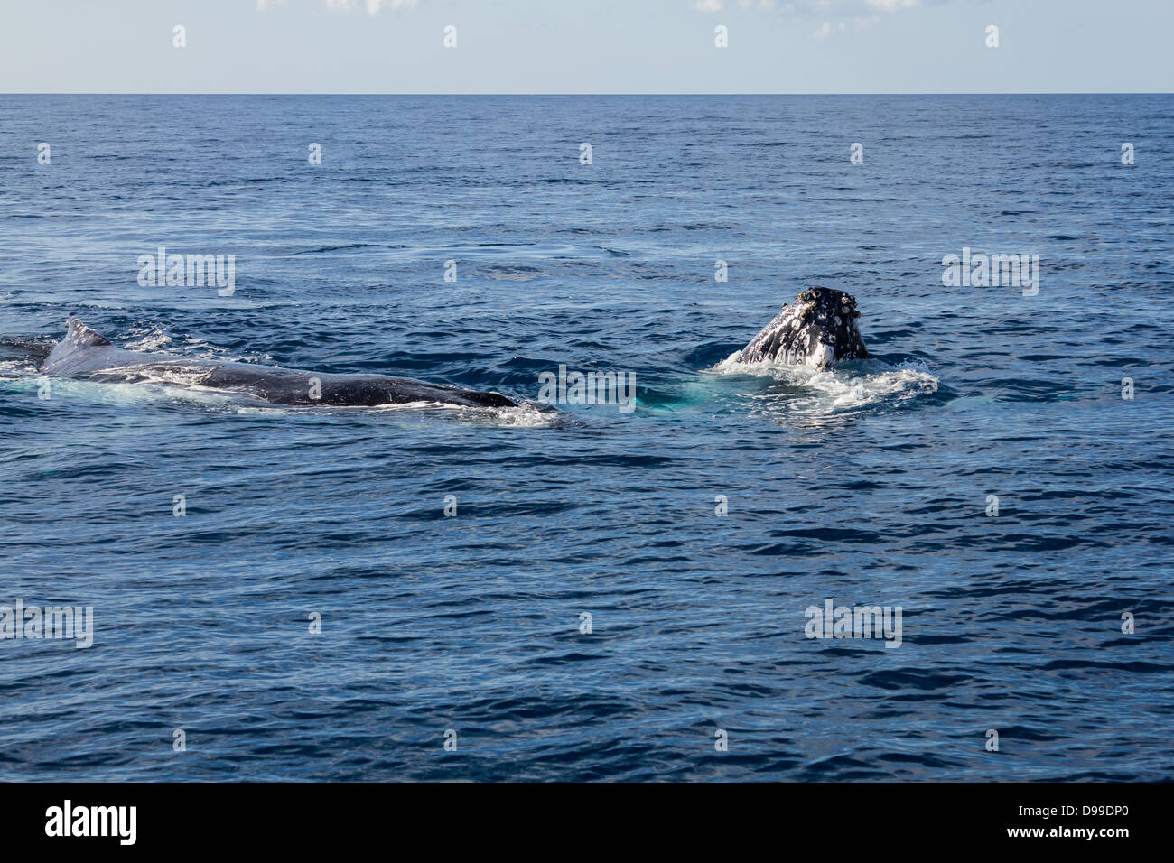 Two humpback whales. Stock Photo