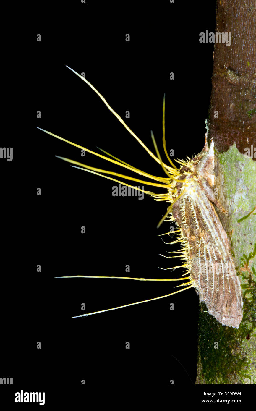 Large moth parasitised and killed by Cordyceps fungus in the Ecuadorian Amazon Stock Photo