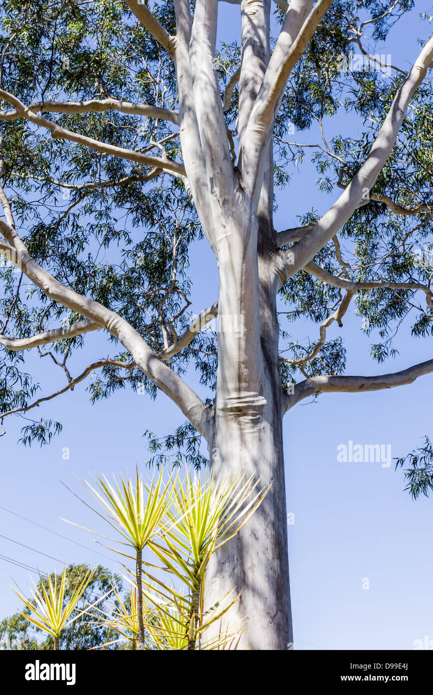 Ghost Gum eucalypt on Sunshine Coast Queensland Australia Stock Photo