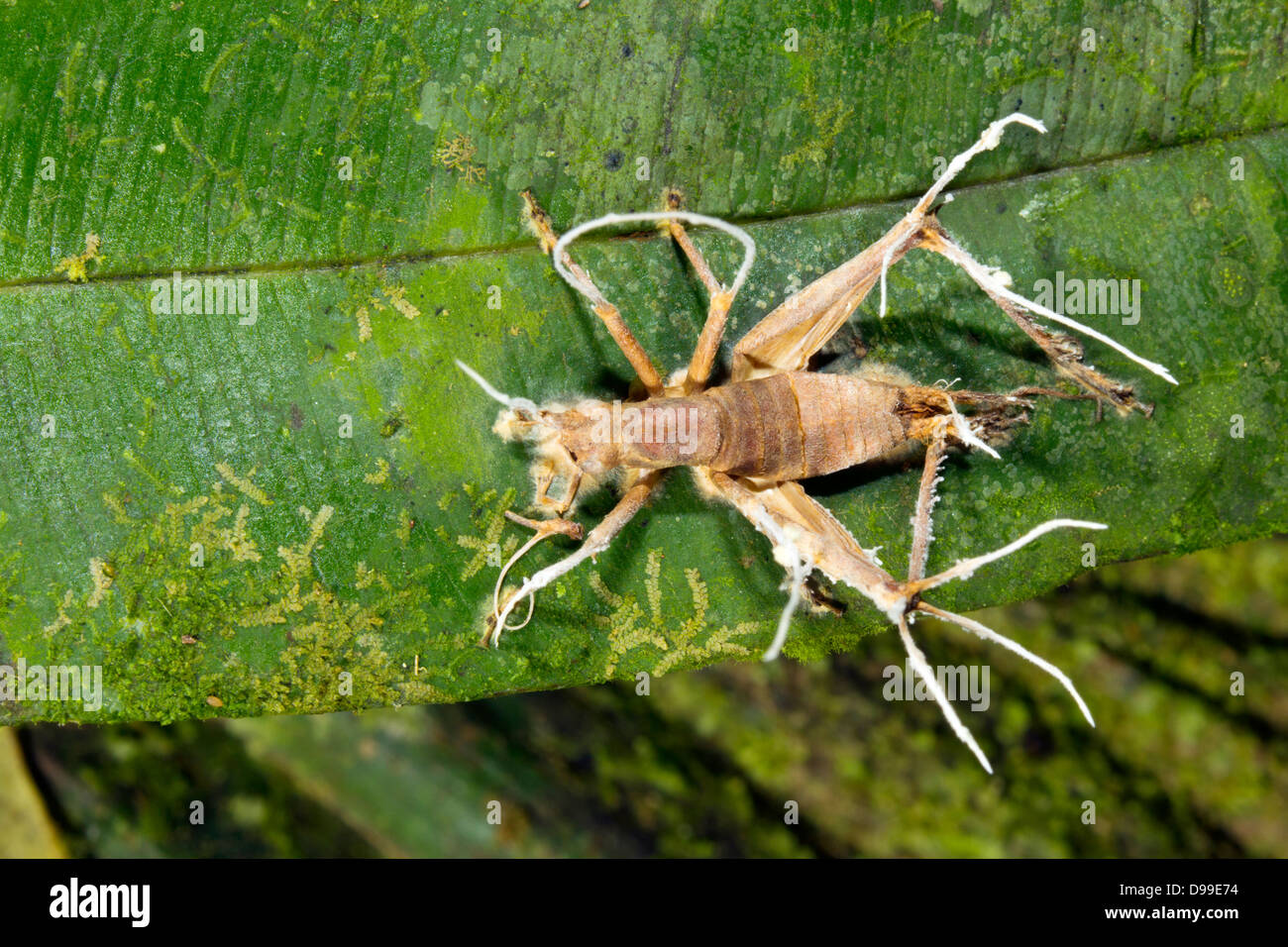 Cricket parasitised and killed by Cordyceps fungus in the Ecuadorian Amazon Stock Photo