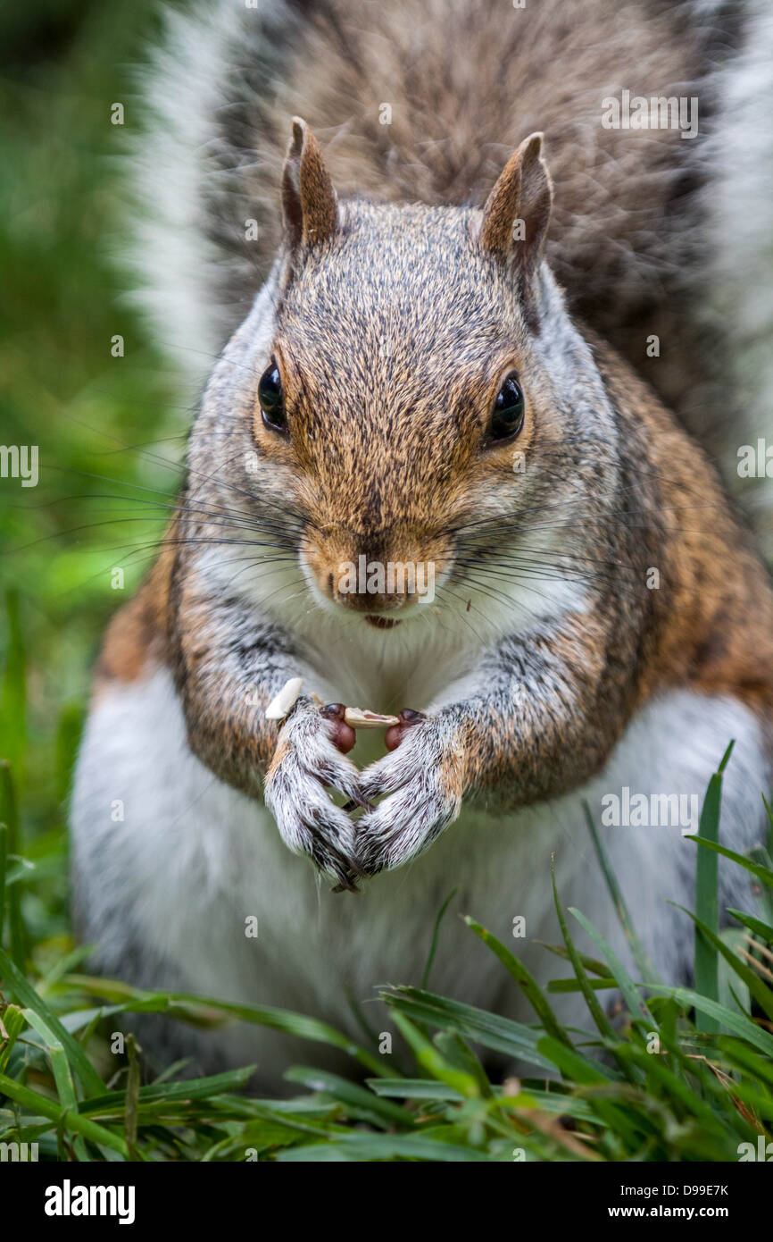 Frontal image of an eastern gray squirrel eating seeds in the grass Stock Photo