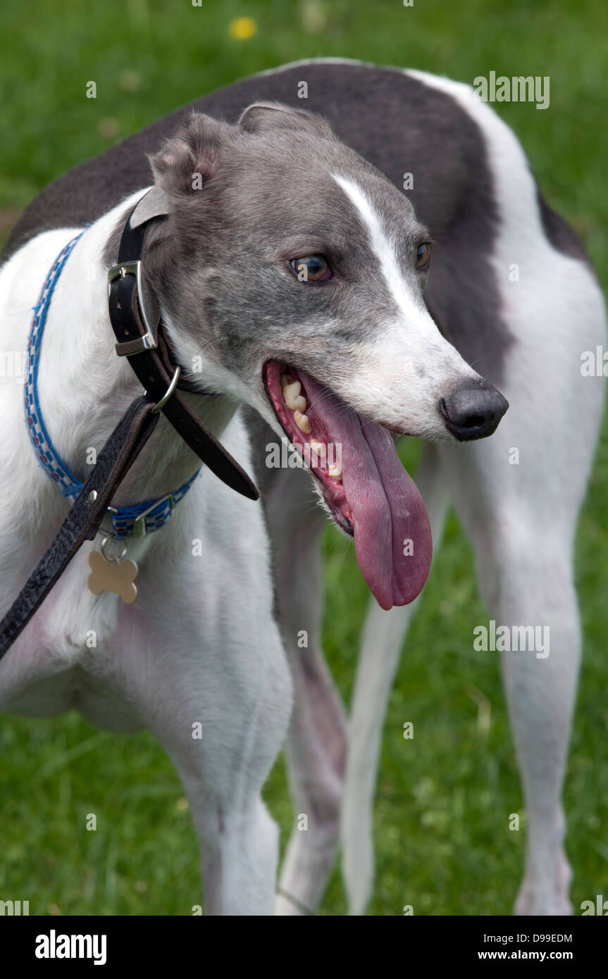 Greyhounds mouth hires stock photography and images Alamy