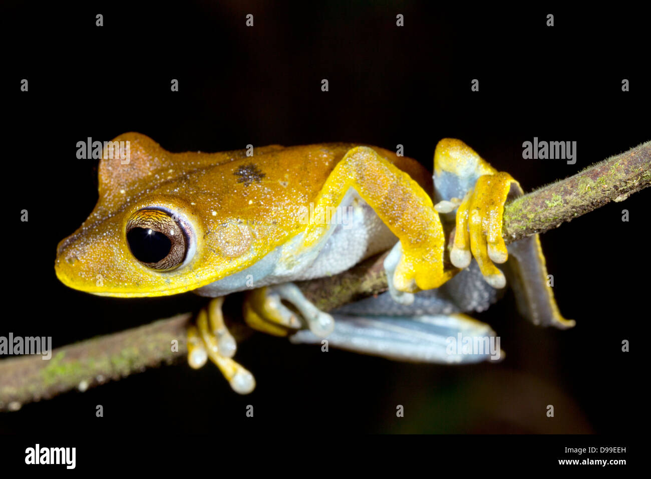 Convict treefrog (Hypsiboas calcaratus), Ecuador Stock Photo