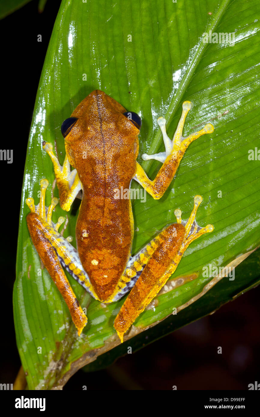 Convict treefrog (Hypsiboas calcaratus), Ecuador Stock Photo