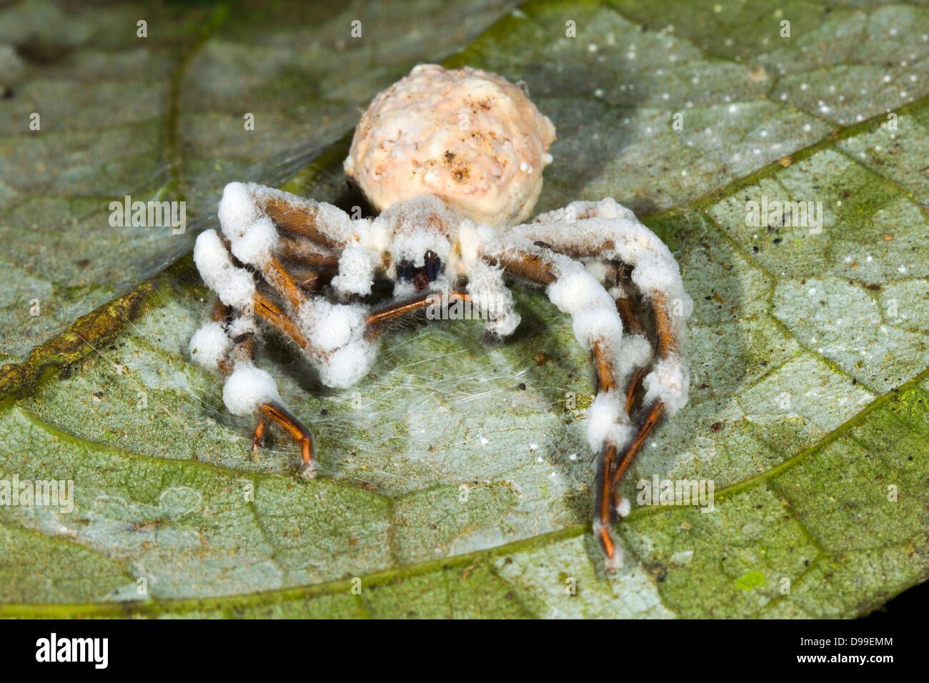 Large spider parasitized and killed by a Cordyceps fungus in the rainforest understory, Ecuador Stock Photo