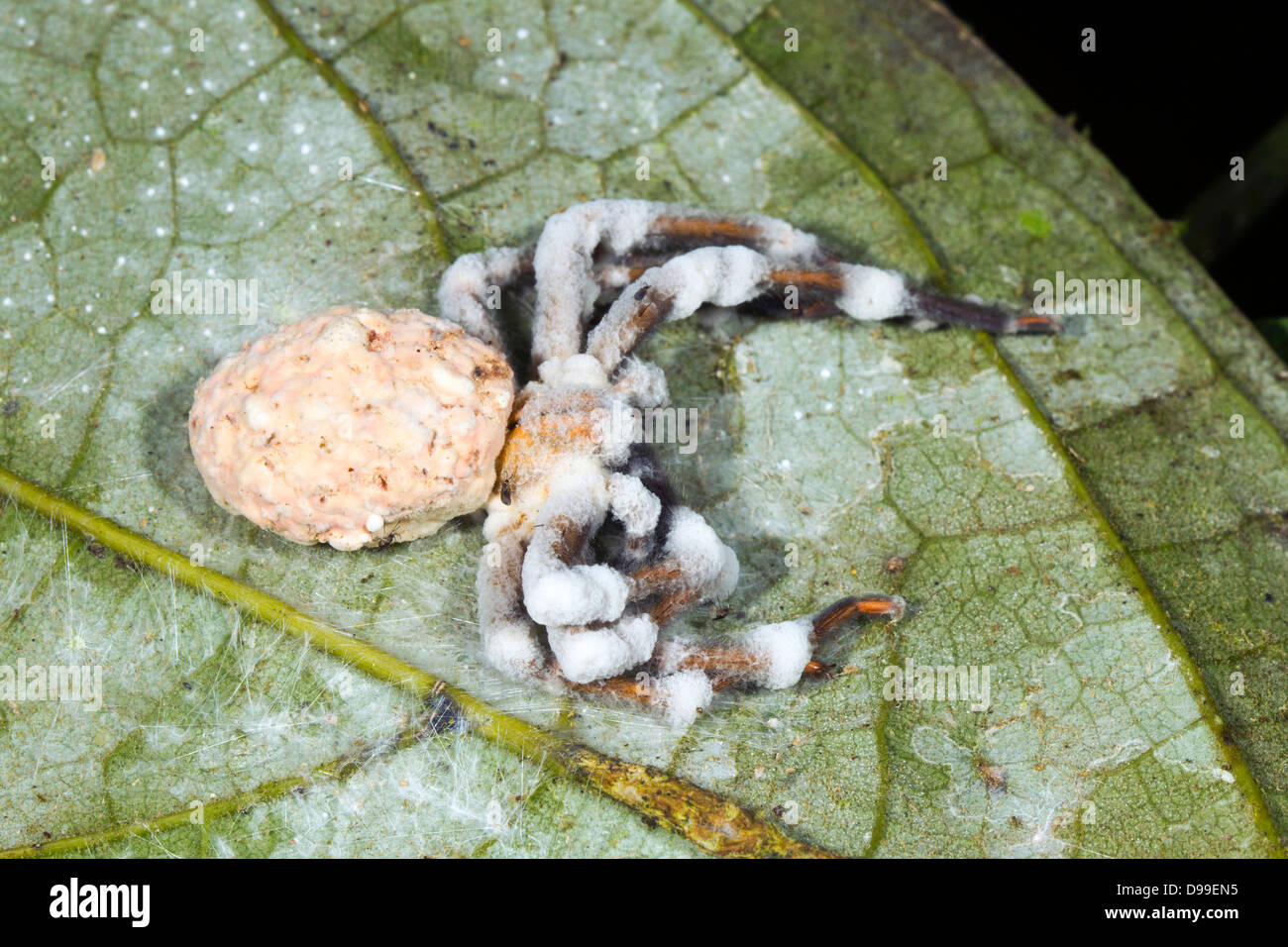 Large spider parasitized and killed by a Cordyceps fungus in the rainforest understory, Ecuador Stock Photo