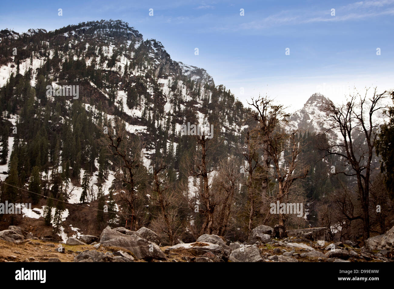 Trees on mountain, Manali, Himachal Pradesh, India Stock Photo Alamy