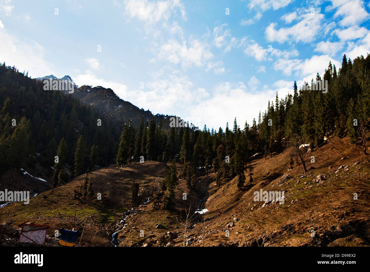Trees on mountain, Manali, Himachal Pradesh, India Stock Photo Alamy