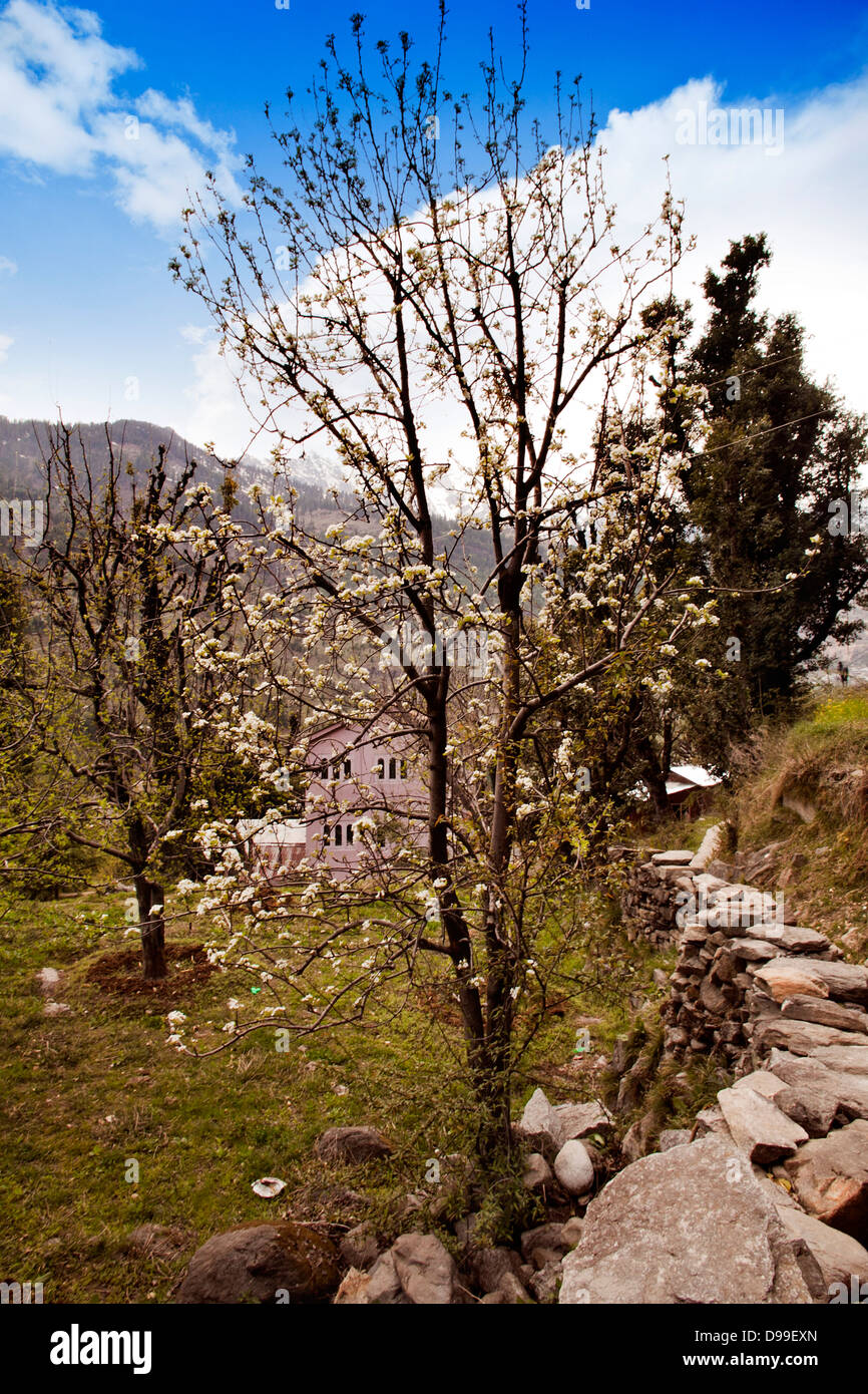 Trees in a forest, Manali, Himachal Pradesh, India Stock Photo Alamy