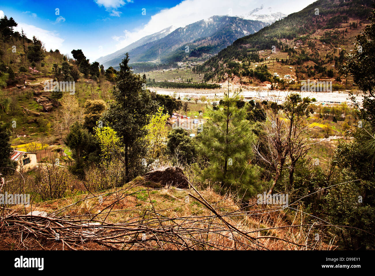Trees in a forest, Manali, Himachal Pradesh, India Stock Photo Alamy
