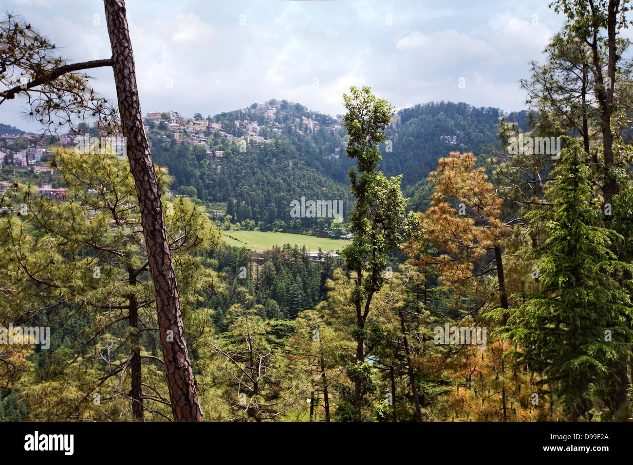 Trees in a forest, Shimla, Himachal Pradesh, India Stock Photo Alamy