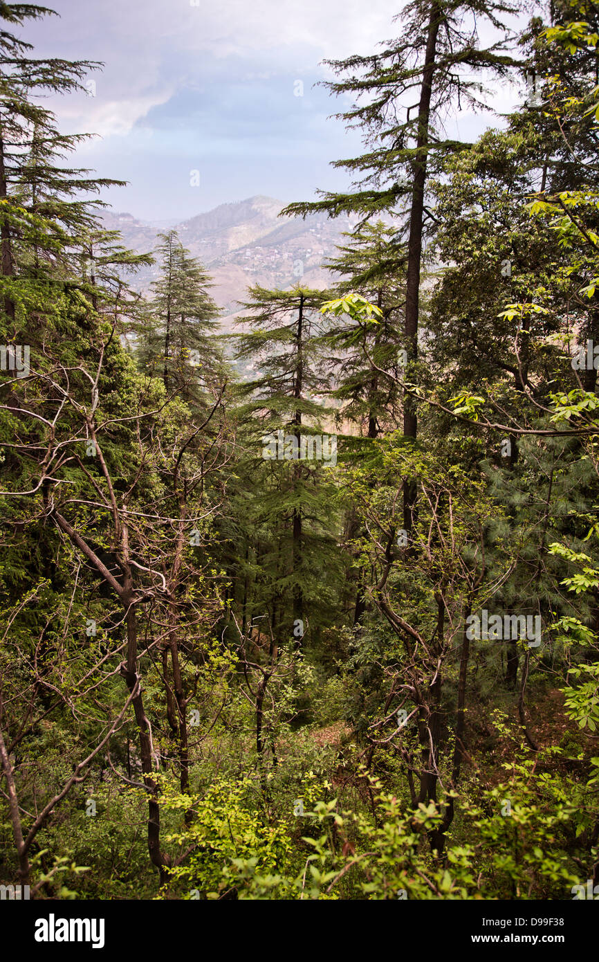 Trees in a forest, Shimla, Himachal Pradesh, India Stock Photo Alamy