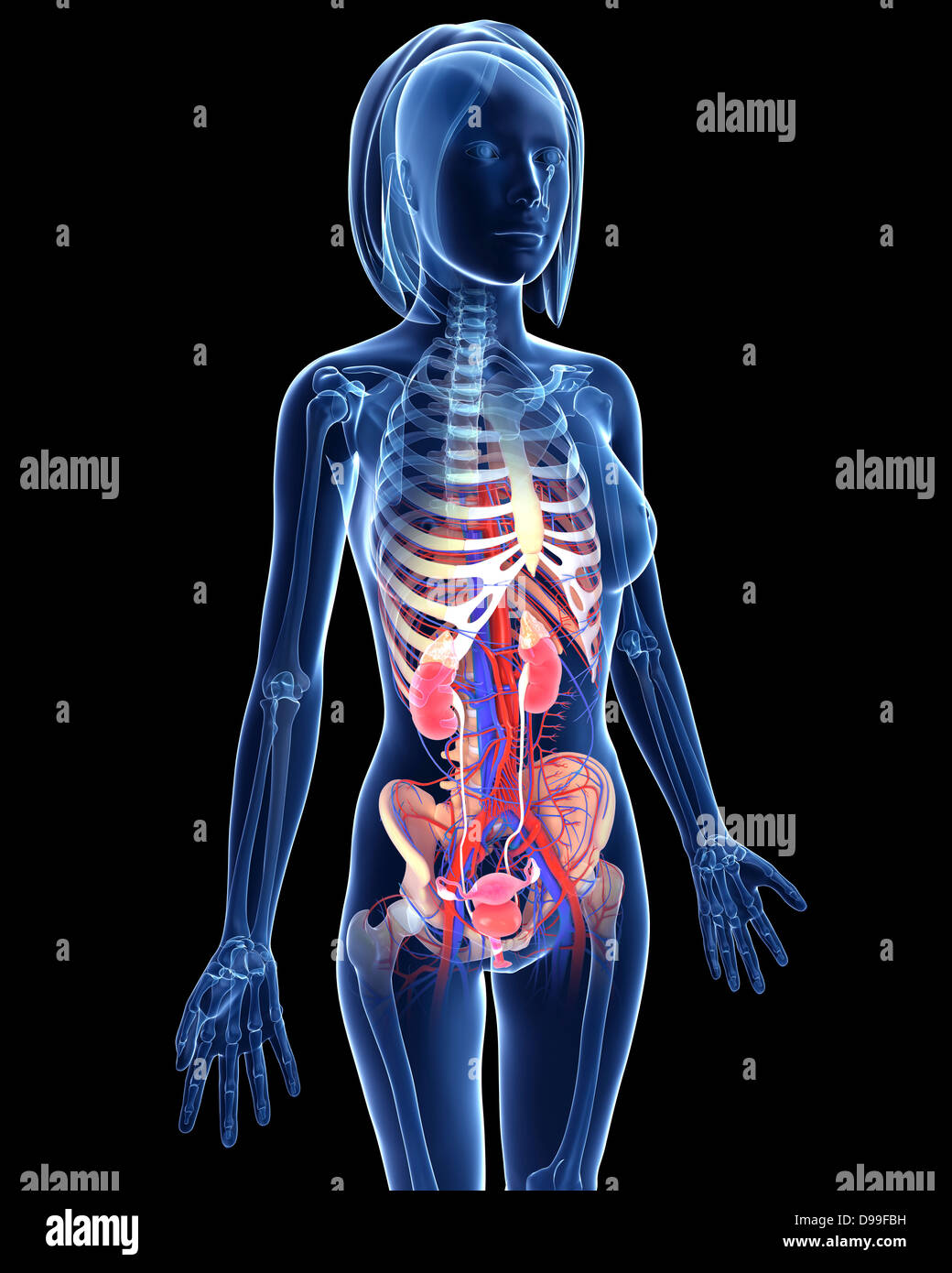 Female Urinary system in xray loop Stock Photo Alamy