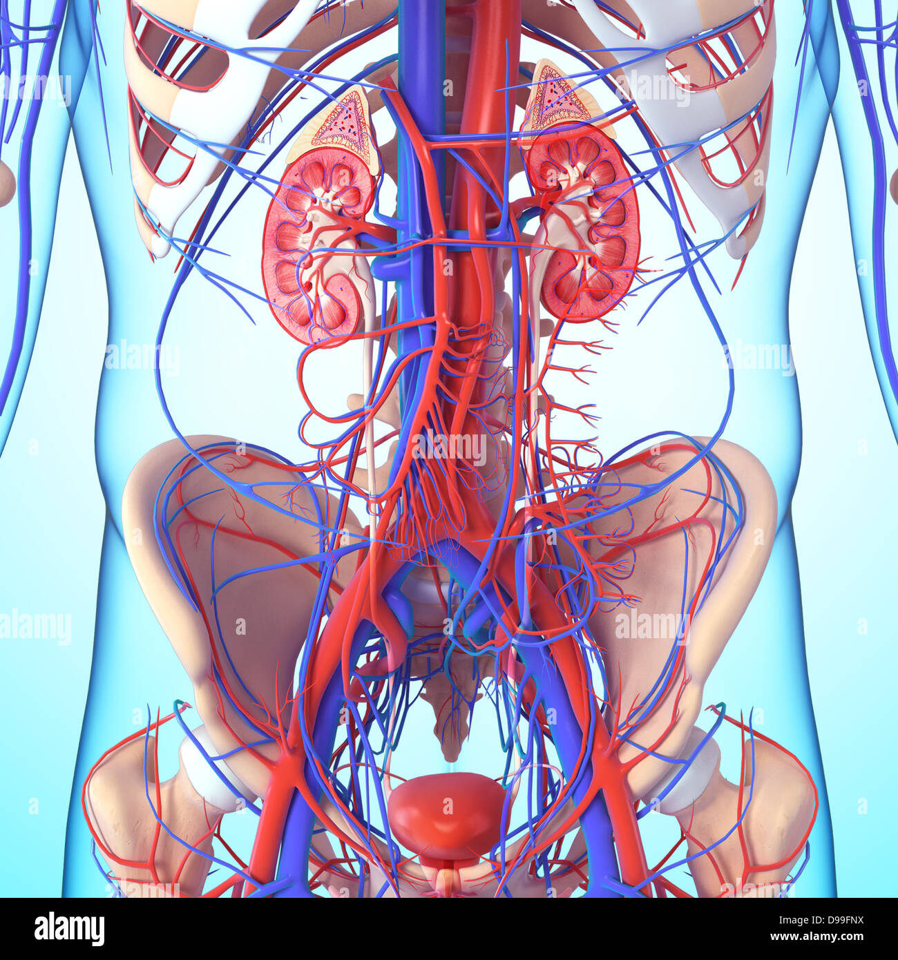 Сосуд собирающий кровь от органов брюшной полости. Кровоснабжение мочеполовой системы. Сосуды брюшной полости анатомия. Почки анатомия человека.