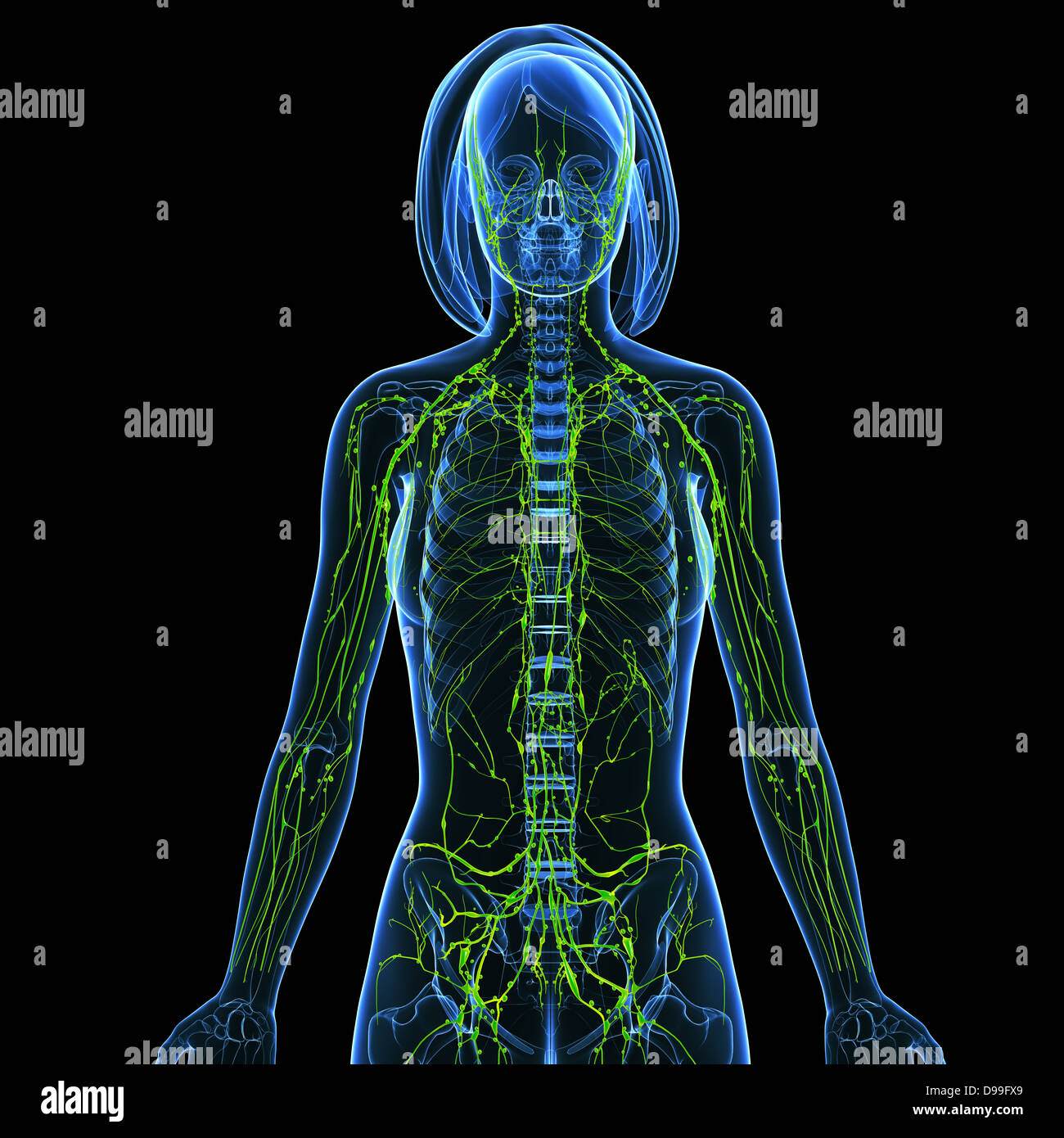 Lymphatic system of human body anatomy Stock Photo - Alamy