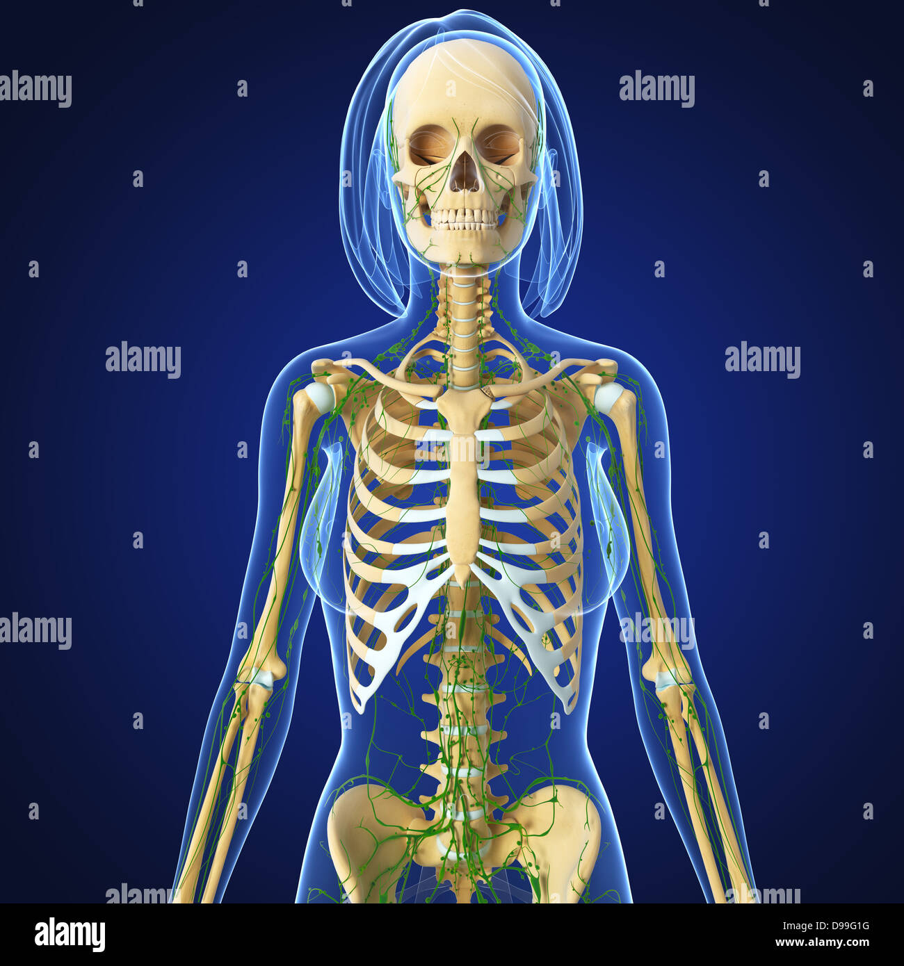 Lymphatic system of human body anatomy Stock Photo Biology Diagrams