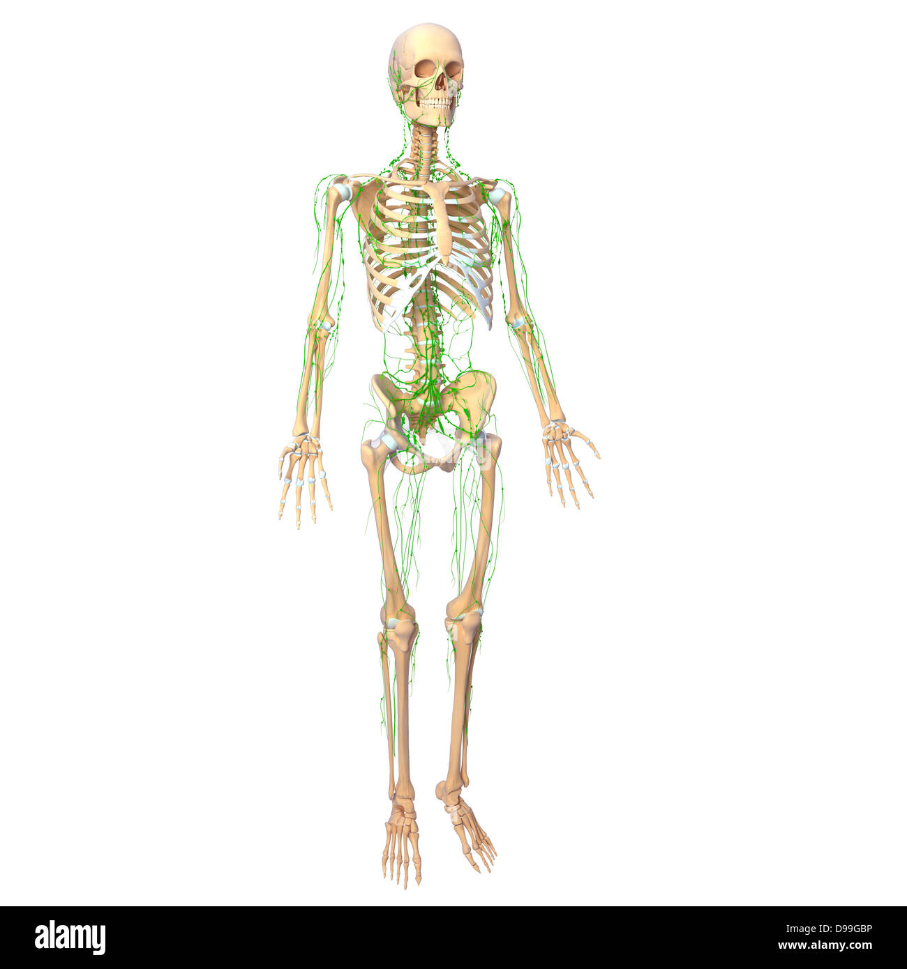 Lymphatic system of human body anatomy Stock Photo