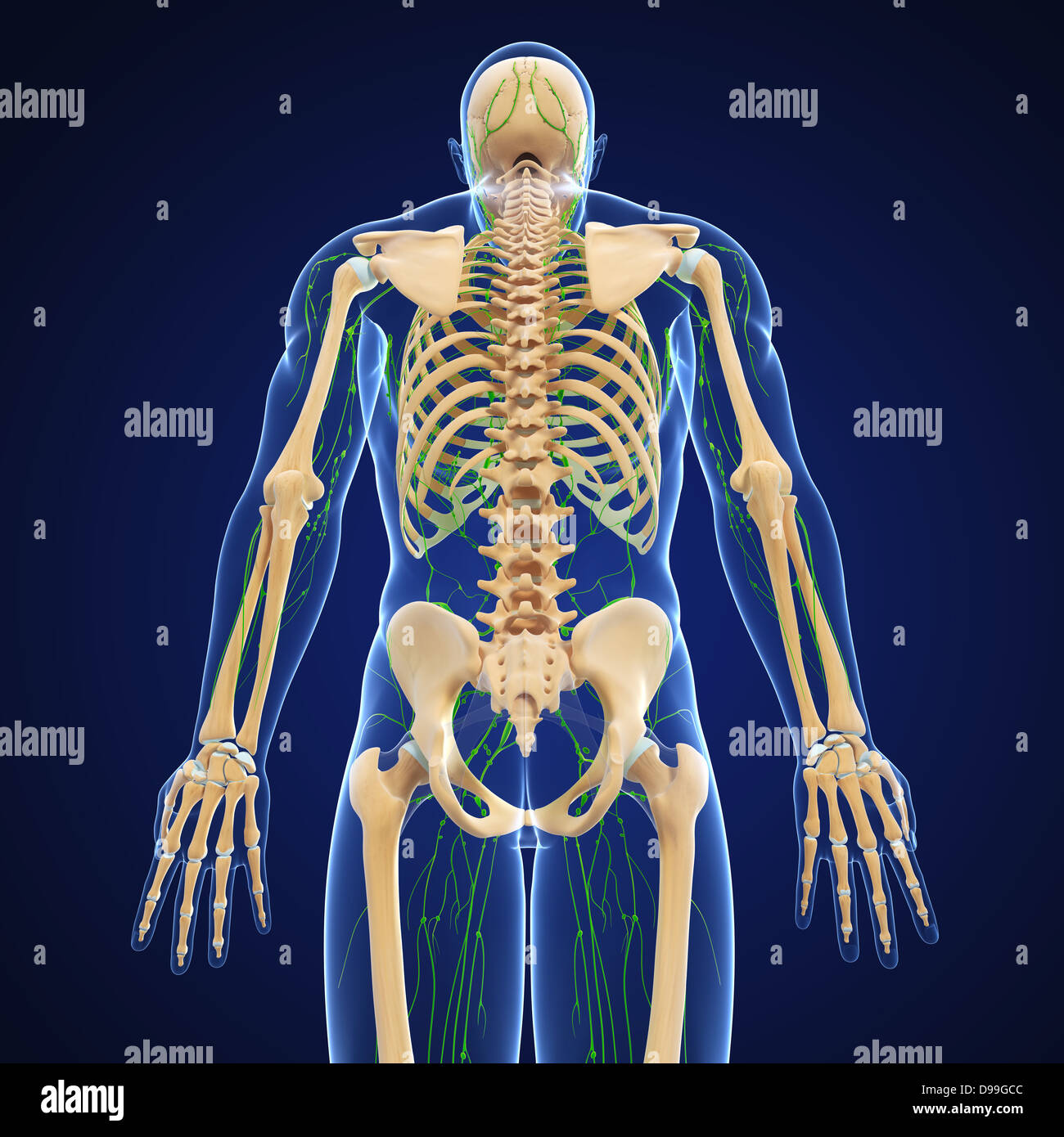 Lymphatic system of human body anatomy Stock Photo Biology Diagrams